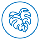 Monstera deliciosa plant leaf icon