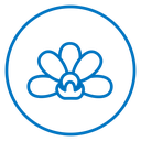 Moth orchid icon