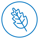 Oak leaf with veins icon