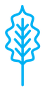 Oak leaf with veins icon