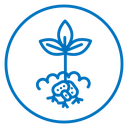 Potatoes plant icon