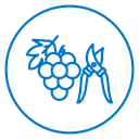 Pruning grape icon