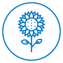 Sunflower 2 icon