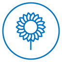 Sunflower 2 icon