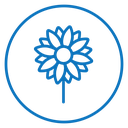 Sunflower 3 icon