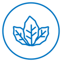 Tobacco Leaves Color Outline icon