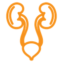 Urinary system icon