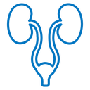 Urology icon