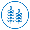 Wheat grain icon