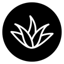 Aloe Vera Plant icon