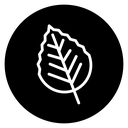 Birch leaf 2 icon