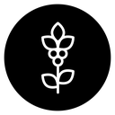 Coffee plant icon