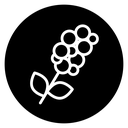 Coffee plant icon