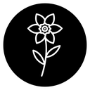 Daffodil icon