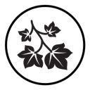 English ivy icon