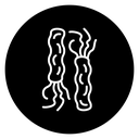 H pylori bacteria Infection icon