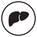 Human liver icon