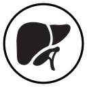 Human liver icon