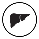 Human liver icon