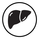 Human liver icon