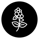 Hydrangea Flower icon