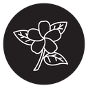 Jasmine icon