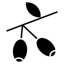 Jujube icon