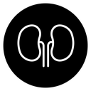 Kidney icon
