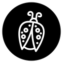 Ladybug icon