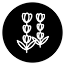 Lavender icon