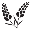 Lavender icon