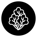 Lettuce icon