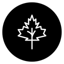 Maple Leaf 3 icon