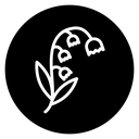 May lily icon