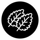 Mint icon