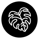 Monstera deliciosa plant leaf icon
