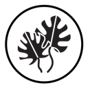 Monstera leaves icon