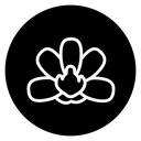 Moth orchid 2 icon