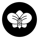 Moth orchid icon