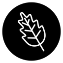 Oak leaf with veins icon