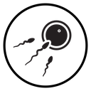 Ovule being fertilized by sperm icon