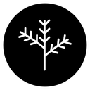 Pine branch icon