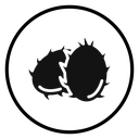 Pitaya icon