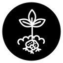 Potatoes plant icon
