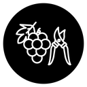 Pruning grape icon