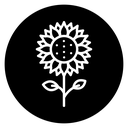 Sunflower 2 icon