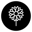 Sunflower 3 icon
