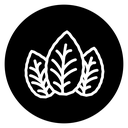 Tobacco leaves icon