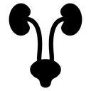 Urinary System Kidneys Bladder Black Filled icon