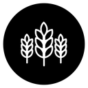 Wheat Grain icon